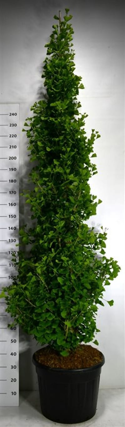 Ginkgo bil. 'Fastigiata Blagon' - C70 200-250 CM